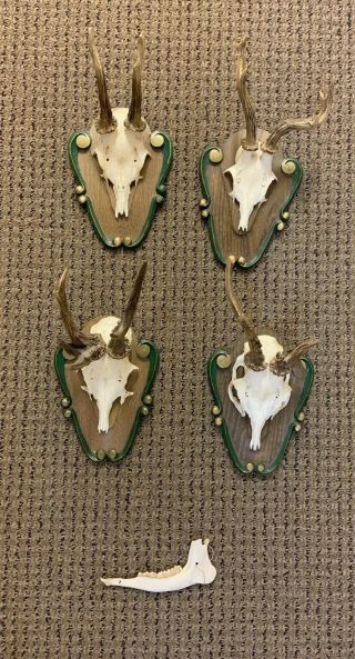4 Black Forest Wooden Plate Antler Stag Horn Deer Taxidermy Rare Deformed