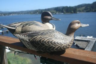 2 - Pintail duck decoys by George Williams,  W.  Mathewson,  Oregon rig. 3