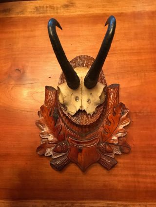 Antique Black Forest Carved Chamois Mount With Oak Leaves