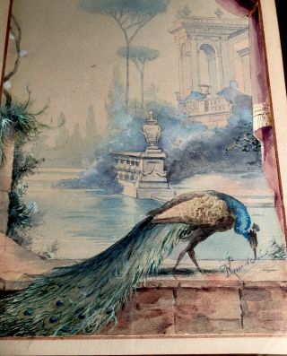 Antique French Watercolor Painting Gorgeous Peacock Bird Signed