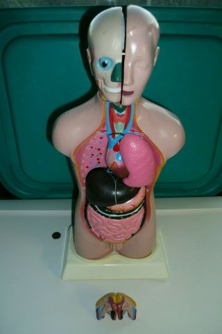 Vintage Human Body Model Human Torso Organ Anatomy Anatomical Model Unisex