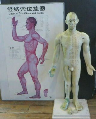 Vintage Acupuncture Model Man 36 " Tall W/ Poster