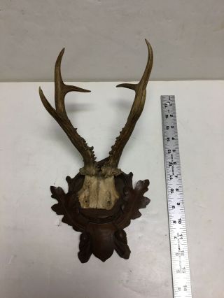 Antique German Black Forest Deer Antlers Mount Look Dated