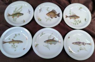 Old Vintage German Germany Porcelain Fish Set 6 Plates Platter Tray Serving Dish 2