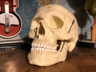 Vintage Somso Human Skull Educational Model Medical School Model Cranium Head