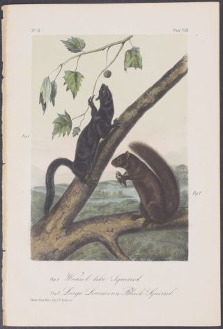 Audubon - Louisiana Black Squirrel.  152 - 1854 Quadrupeds Of North America