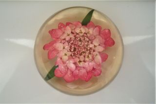 Vintage Signed W.  Rolfe (botanist) - Lucite Paperweight With Embedded Flower