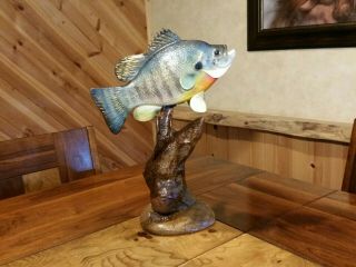 Bluegill Trophy Wood Carving Taxidermy Fish Vintage Fish Lure Casey Edwards