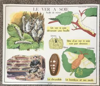 Rare Vintage French School Chart Poster Insects Silk Textiles Nylon Wall Art