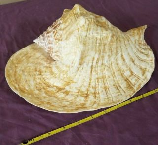 Xextra Large Vintage Queen Conch Seashell Sea Shell Pink 12 " (no Harvest Hole)
