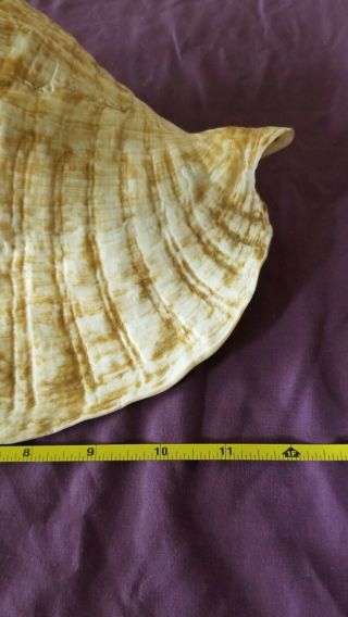 XExtra Large Vintage Queen Conch Seashell Sea Shell Pink 12 