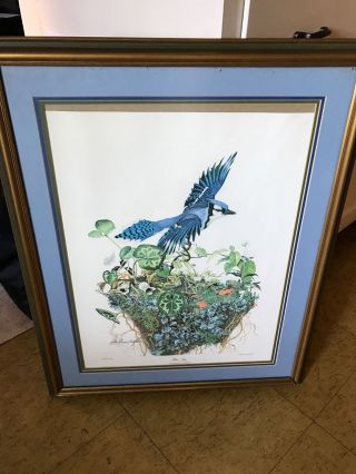Vintage Sallie E.  Middleton 1973 " Blue Jay " Bird Litho Art Print Signed Numbered