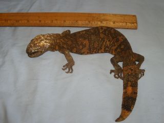 Vintage Antique Gila Monster Lizard Real Stuffed Taxidermy