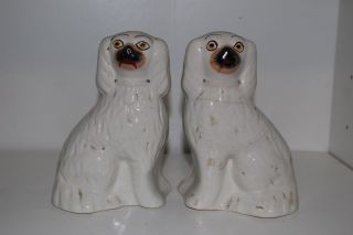 Pair Antique Staffordshire England Pottery 6.  75 " Spaniel Dog Figurines