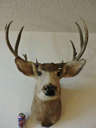 Vintage Mule Deer Head Shoulder Mount Taxidermy Shed Antler Hunt Whitetail Rack