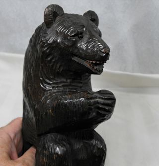 Vintage Black Forest Bear Match Box Glass Eyes Hand - Carved Germany
