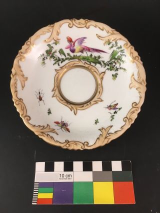 Antique 1830s English Porcelain Saucer Rococo Exotic Bird Of Paradise Insects
