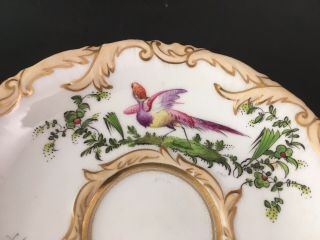Antique 1830s English Porcelain Saucer Rococo Exotic Bird Of Paradise Insects 2