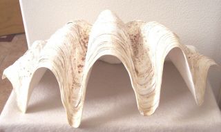 Vintage 17 " Giant Clam Shell Tridacna South Pacific 12.  8 Pounds