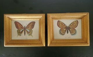 2 Vintage Le P.  Machaon/le P.  Apollon Butterfly Prints In Wood Frames