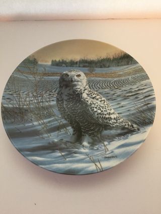 The Snowy Owl Limited Edition Plate Edwin Knowles