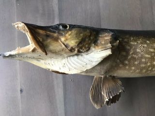 VINTAGE NORTHERN PIKE FISH TAXIDERMY 28” 3