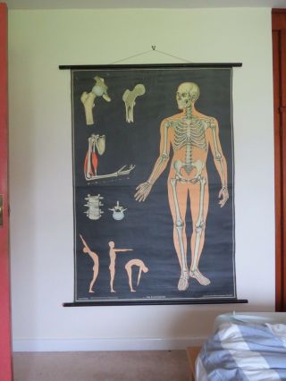 Vintage Pull Roll Down Medical School Chart Of Joints Skeleton Spine Full Body