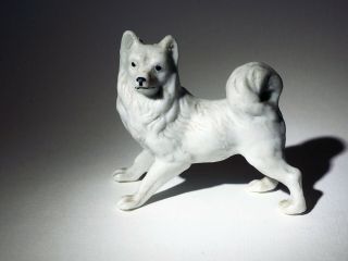 Porcelain Dog Samoyed American Eskimo Spitz Dog Lovely White Dog