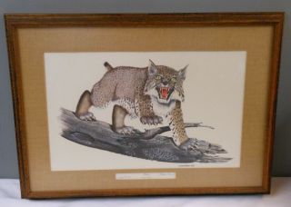 Vintage 1969 Gene Gray Framed Wildlife Art Print Uk Wildcat Bobcat Lynx