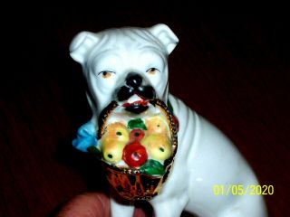 Antique Porcelain Sitting White Bull Dog With Basket in Mouth With Fruit c1900 3