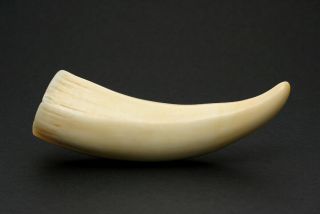 Vintage Sperm Whale Tooth