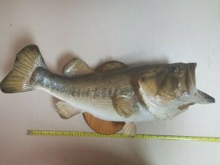 Taxidermy Large Mouth Bass 28 " Vintage Fish Mount Real Skin Man Cave Decor