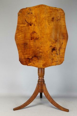 Great 18th C Ct Federal Tilt Top Candlestand In The Best Screaming Tiger Maple
