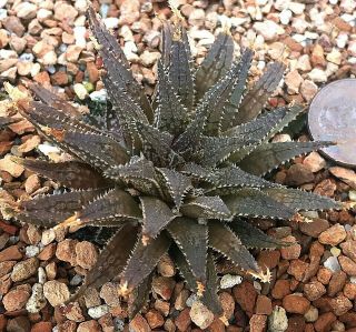 Succulent Plant - - Haworthia Magnifica Maraisii Mg3901 - 2 - - Dark Mini