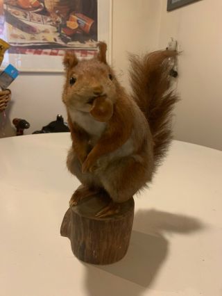 Vintage Antique Taxidermy Oddity Stuffed Squirrel Mount On Wooden Tree Stump