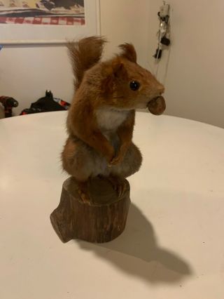 Vintage Antique Taxidermy Oddity Stuffed Squirrel Mount On Wooden Tree Stump 3