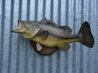 Vintage 1976 Large Mouth Bass Real Skin Wall Mount 7 Lb.  12 Oz. ,  24 " Length