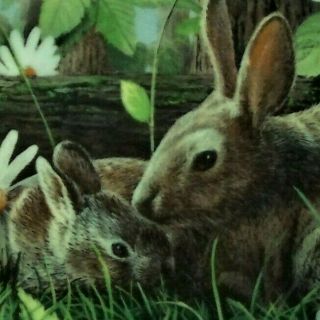 THE RABBIT Plate Encyclopaedia Britannica Friends of the Forest Kevin Daniel 1 2