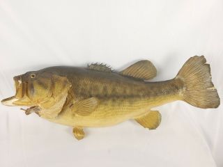 Real Skin Largemouth Bass Taxidermy Fish Mount Vintage Fishing Decor 19 " X 7 "