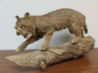 Vintage Taxidermy Life Size Bobcat,  Mount,  Cabin,  Hunting,  Rustic Decor,  Drift,