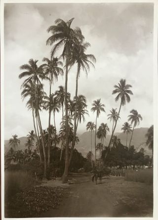 1913 Vintage Photograph By Baker Of A Road In Honolulu Hawaii