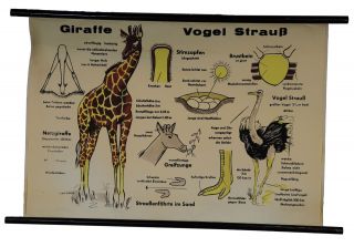 Vintage Pull - Down Wall Chart,  Animals,  Africa,  Giraffe And Ostrich,  Safari