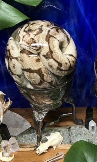 Large Jarred Snake Specimen In Glass Globe With Vintage Silver Stand