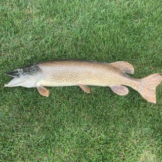 Vintage 33 - 34” Northern Pike Walleye Musky Taxidermy Fish 2