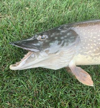 Vintage 33 - 34” Northern Pike Walleye Musky Taxidermy Fish 3
