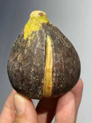 Early Antique Italian Alabaster Stone Fruit Marble Dark Fig Slit Alabaster Nm,