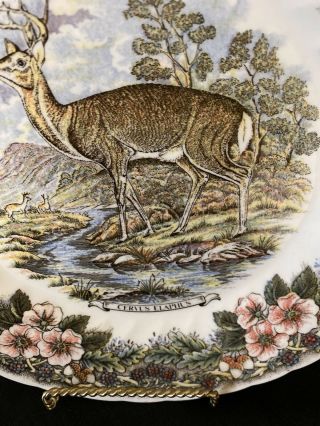 Churchill England Wildlife Dinner Plate - CERVUS ELAPHUS RED DEER 2