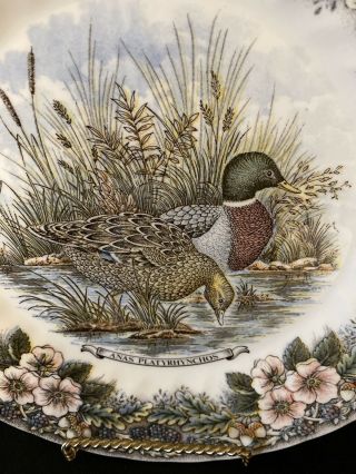 Churchill England Wildlife Dinner Plate - ANAS PLATYRHYNCHOS Mallard Ducks 2