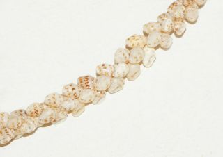 Vintage Hawaii Momi Single Strand Pikake Style Niihau Shell Necklace (BrM) 36 2