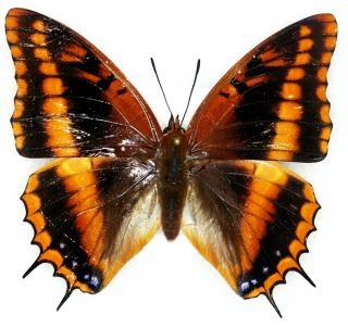 Insect Butterfly Nymphalidae Charaxes Richelmanni Ducarmei - Rare Female 01